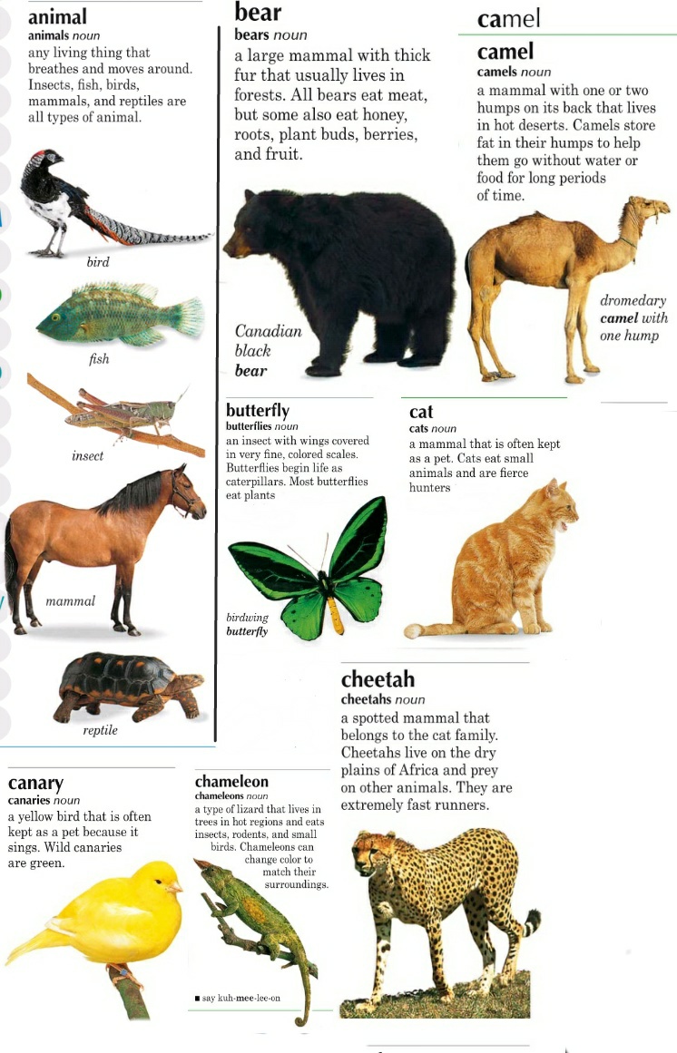 Описание животного на английском языке с переводом 6 класс