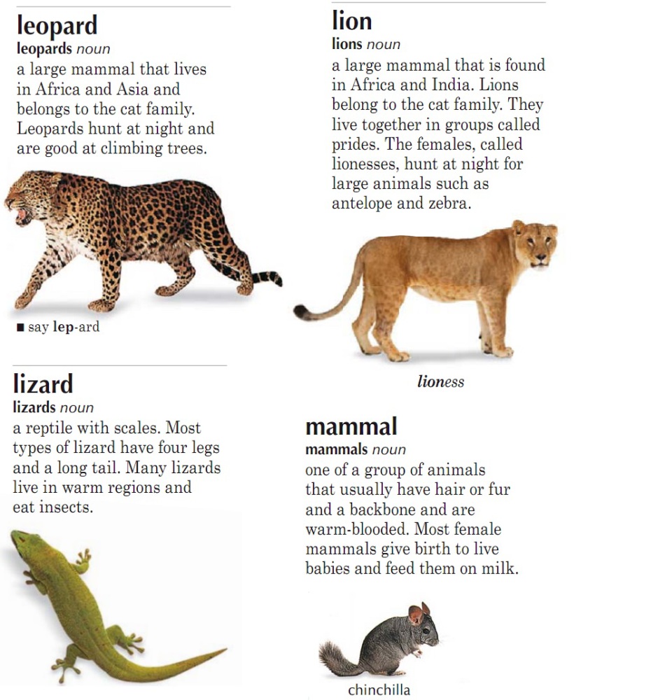 Расказ про животных на английском языке 4 класс