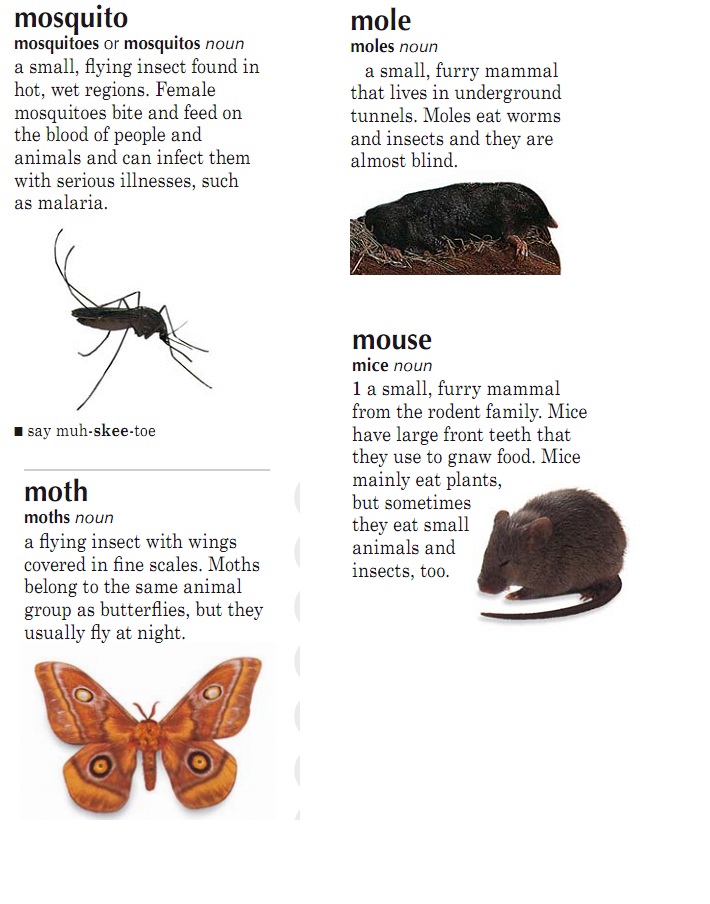 Описание Животных На Английском Языке С Переводом Для 4 Класса