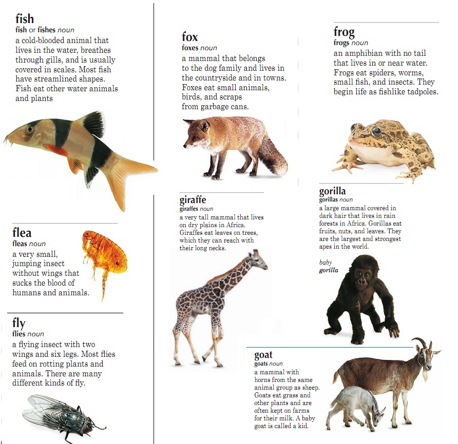 Текст про животных на английском языке для младших классов