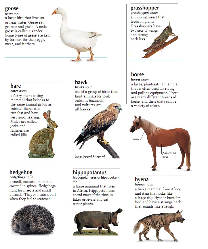 Рассказ о диких животных на английском 5 класс