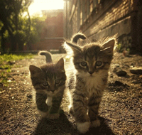 two-kittens