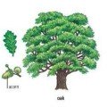 2 oak - дуб