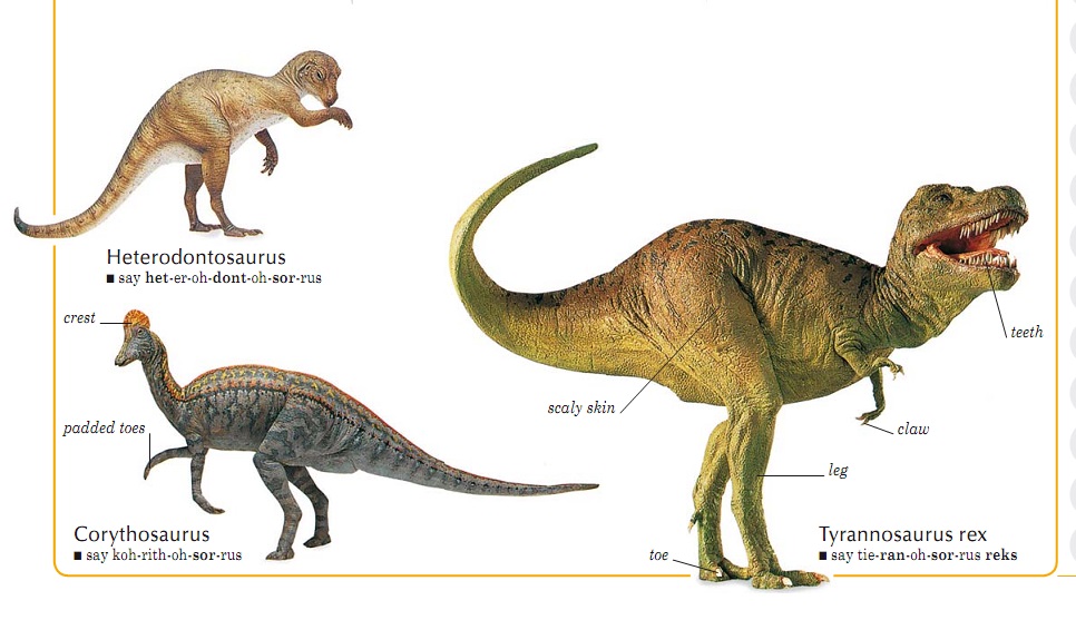Про динозавра на английском языке. Динозавры названия. Типы динозавров. Динозавры и их названия для детей. Динозавры травоядные и их названия.