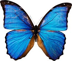 бабочка butterfly