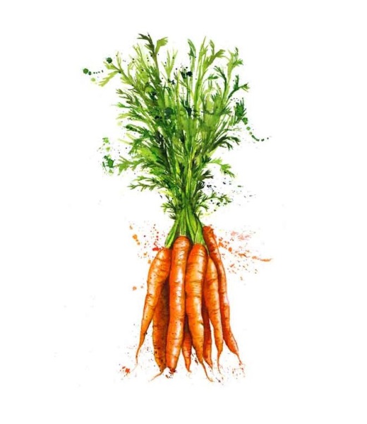 carrot - морковка