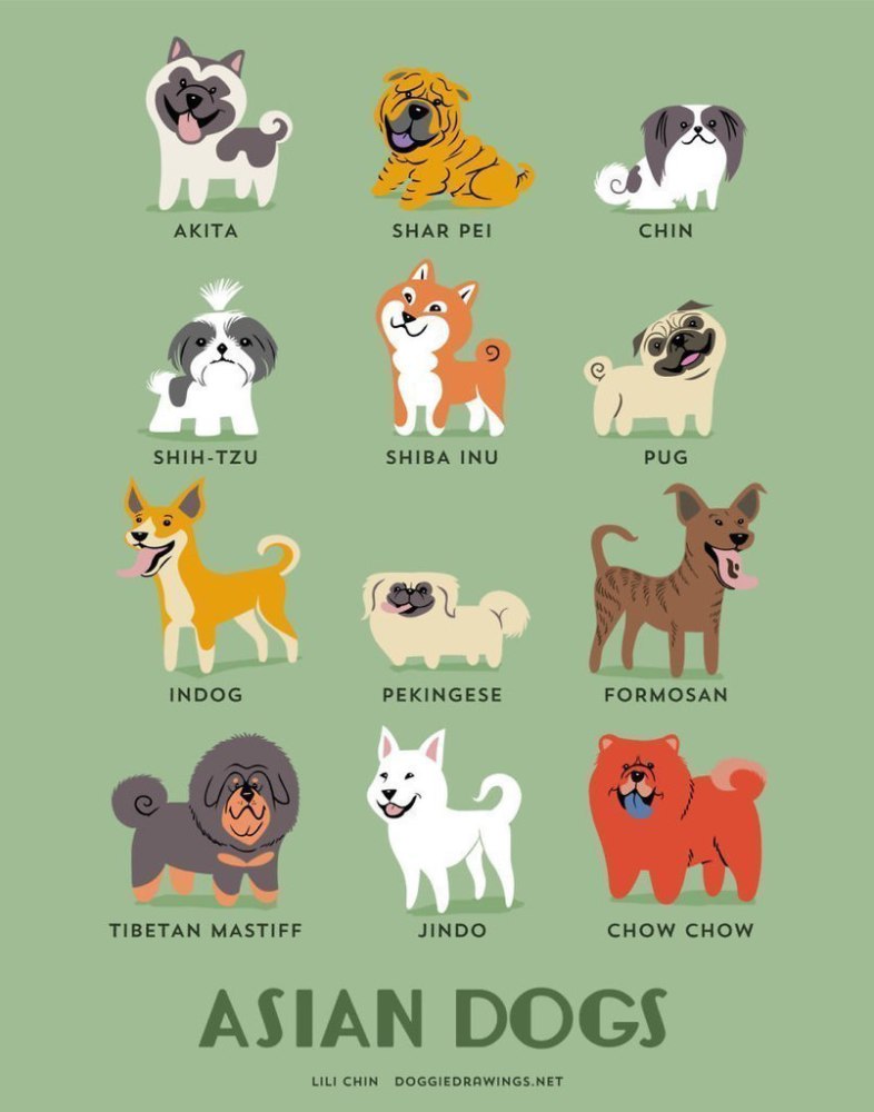 азиатские породы собак
