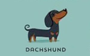 dachshund 